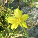 Ranunculus sardous Virág