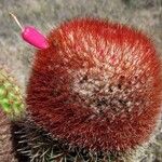 Melocactus intortus Fruit