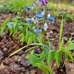 Lathyrus vernus Fula