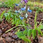 Lathyrus vernus Flor