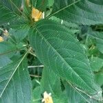 Impatiens auricoma Blad