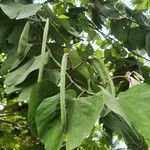 Bauhinia monandra Gyümölcs