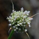 Allium sanbornii