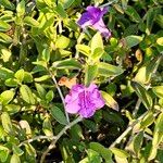 Ruellia parryi Leaf