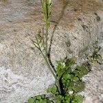 Cardamine oligosperma Habitat