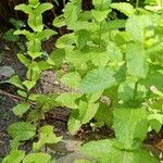 Mentha × rotundifoliaপাতা