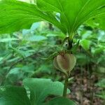 Trillium cernuum Fruit