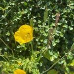 Papaver cambricum Blad