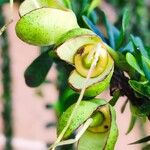 Crescentia mirabilis Otro