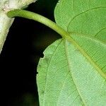 Pouzolzia obliqua Hoja