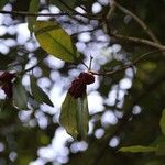 Ochrosia grandiflora Fruto