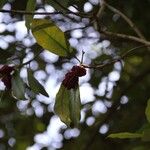 Ochrosia grandiflora ᱡᱚ