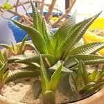 Haworthia limifolia Leaf