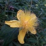 Hypericum frondosum Квітка