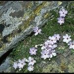 Phlox pulvinata Цвят