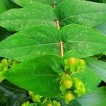 Hypericum × inodorum Leaf