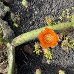 Opuntia tomentosa Flower