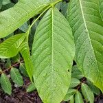 Holarrhena pubescens Hoja