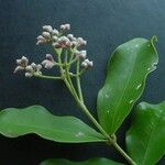 Syzygium neoeugenioides Alia