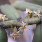 Tridactyle anthomaniaca Flor