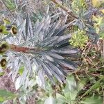 Euphorbia characias Folha