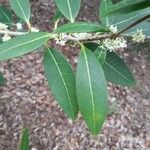 Osmanthus decorus Leaf