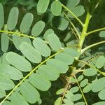 Alvaradoa amorphoides Leaf