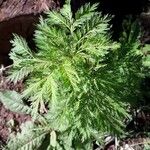 Artemisia annuaList