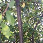Prunus x fruticans Rinde