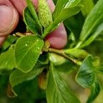 Salix pentandra Flor