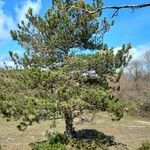 Pinus banksiana Leaf