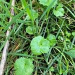 Ranunculus muricatus Leaf