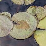 Nymphaea candida Leaf