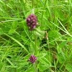 Betonica officinalis Flower