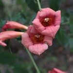 Campsis radicans Blüte