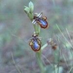 Ophrys speculum Kukka