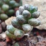 Sedum furfuraceum Habit