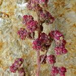 Chenopodium chenopodioides Плод