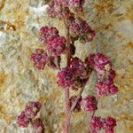 Chenopodium chenopodioides Fruit