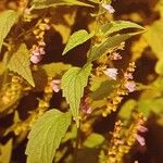 Scutellaria lateriflora Leaf