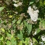 Deutzia gracilis Flower