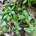 Galium rotundifolium Φύλλο