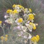 Tephroseris palustris Fula