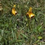 Calceolaria uniflora Costuma