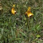 Calceolaria uniflora Habitus