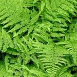 Athyrium filix-femina Deilen