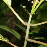 Miconia ciliata Frugt