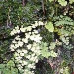 Adiantum capillus-venerisList