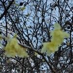 Chimonanthus fragrans Blomma