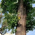 Quercus macrocarpa Plante entière